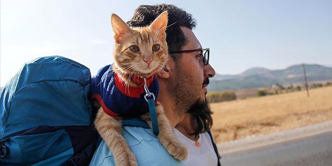Sevimli 'Azman' otostopla Türkiye'yi geziyor