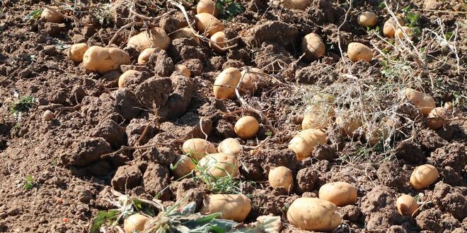 Hasadı yapıldı! 2021'de piyasaya sürülecek