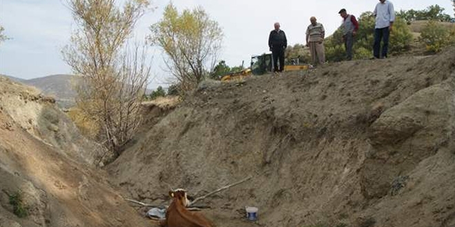 İneği kurtarmak için 5 kilometre yol açtılar