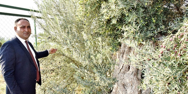 Koruma altındaki 8 asırlık zeytin ağacından hasat