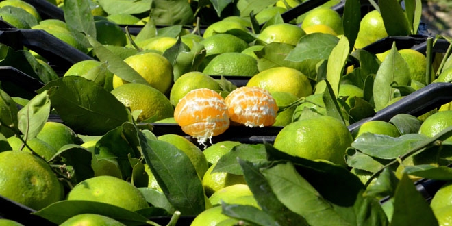 Kaşıkçı cinayeti sonrası narenciyede 'analiz' krizi