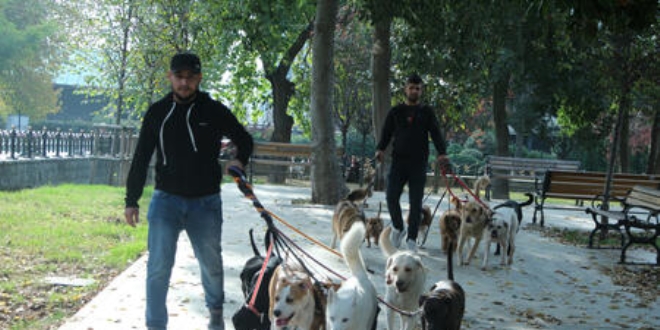 Köpekleri gezdiriyor, ayda 5-6 bin lira kazanıyorlar