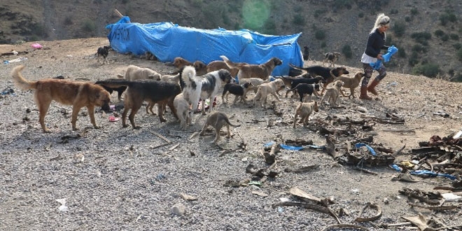 Eda öğretmen, sadece çocuklara değil, sokak köpeklerine de sahip çıkıyor