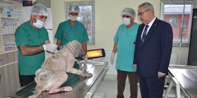 Belediye çalışanlarının işkence ettiği köpeğe vali sahip çıktı