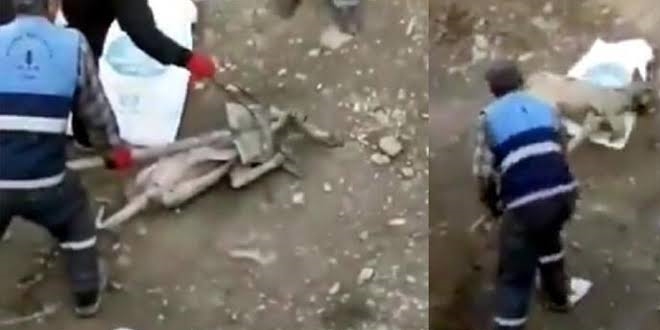 Köpeğe işkence iddiasıyla 3 personel açığa alındı