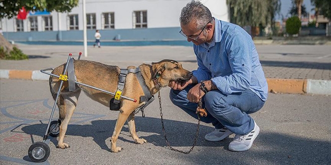 Mehmet öğretmen sakat hayvanlara 'ayak' oluyor