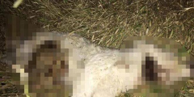 Köpeği bıçakla öldürdüğü iddia edilen kişi gözaltına alındı