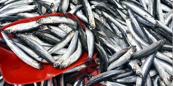 Tezgahta 25 TL'yi gören hamsi 5 TL'ye düştü