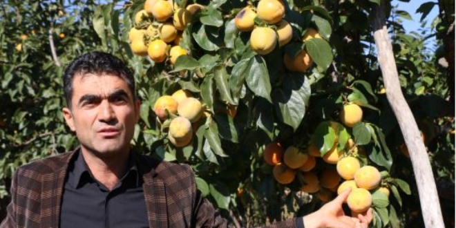 28 yıl önce yetiştirilmeye başlandı, 14 bin dönüme yayıldı