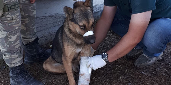 Mehmetçik'ten Rasulayn'da yaralı köpeğe şefkat eli