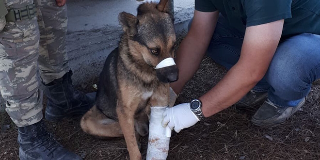 Mehmetik'ten Rasulayn'da yaral kpee efkat eli