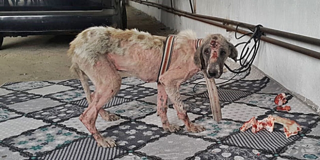 Belediye personelinin eziyet ettiği köpeği vali sahiplendi