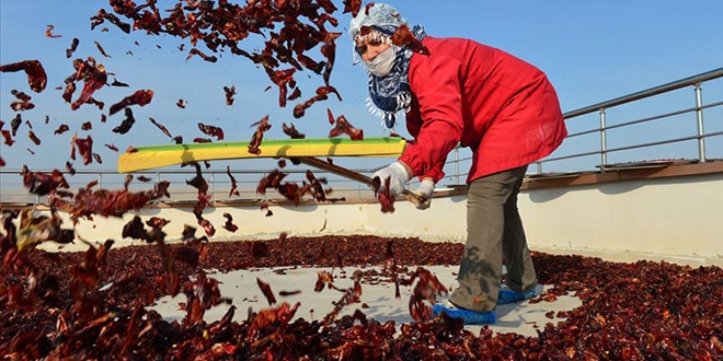 Şanlıurfalı kadınlar isotu bilimsel yöntemlerle üretiyor
