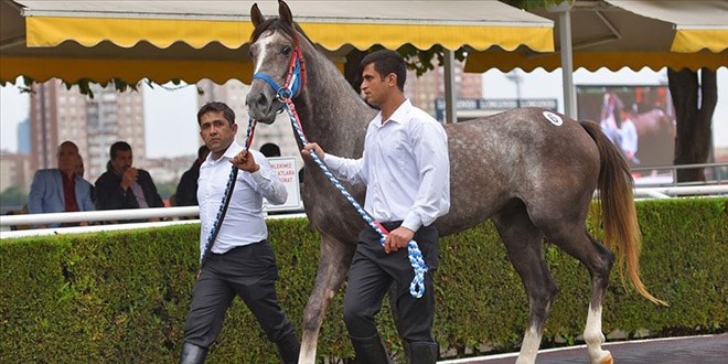 Şampiyon taylardan TİGEM'e rekor gelir