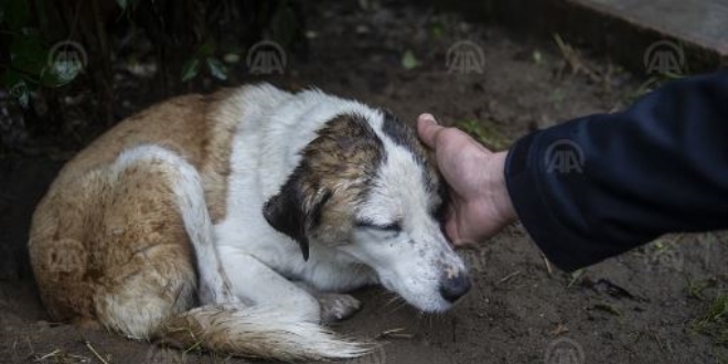 Polisler, üzülmesine dayanamadıkları köpeği yeni karakola götürdü