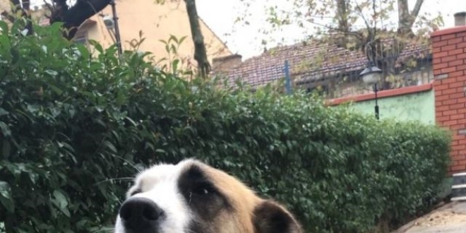Polislerin sadık dostu 'Rıfkı' kulübesine kavuştu