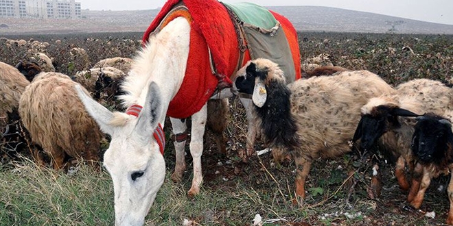 Koruma altına alınmışlardı, sayıları hızla artıyor