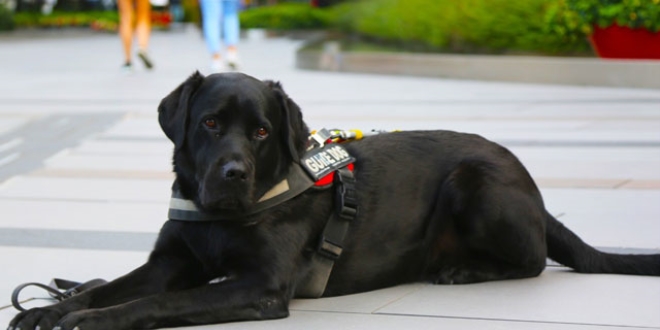 Rehber köpekler için farkındalığa ihtiyaç var