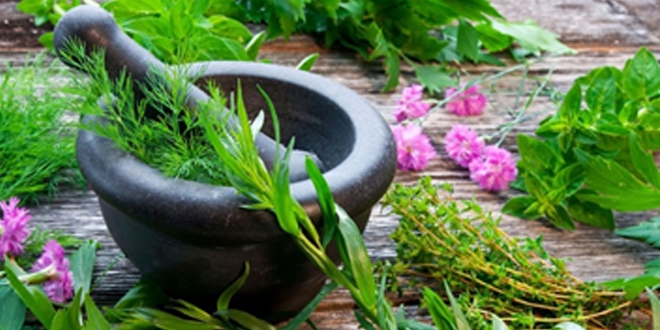 Tıbbi Aromatik Bitkilerde neredeyiz?