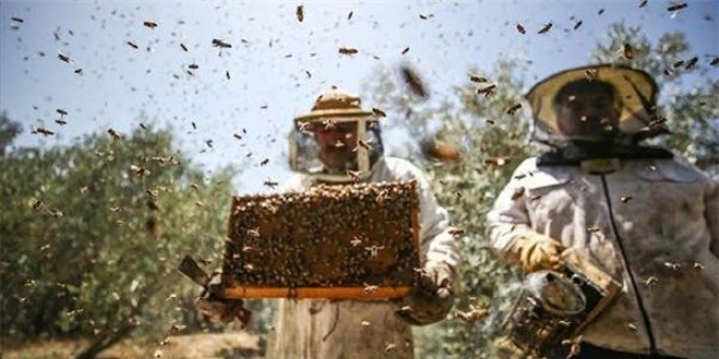 Devletten organik arıcılara destek: Kovan başına 10 lira ödeme