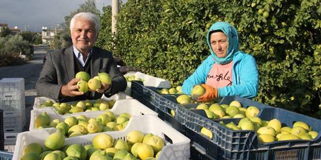 Limonun fiyatı üreticiyi sevindirdi