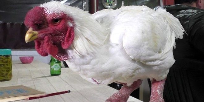 Bu horozun bir kap çorbası 350 dolar