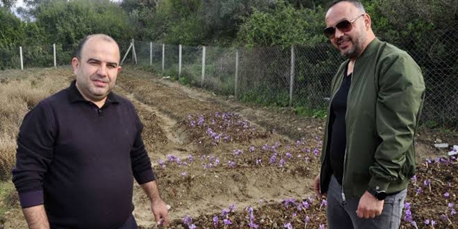 İki girişimci arkadaş, safran ve salep bitkisi yetiştirdi