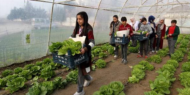 Öğrenciler serada yetiştiriyor, okulun mutfağında tüketiliyor