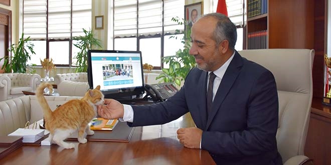 Kedi yavrusu rektörlüğün maskotu oldu