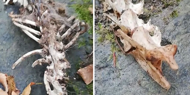 İlk defa görüldü...1,5 metre uzunluğunda, 2 ayaklı