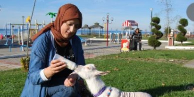 Yavru keçisine bebek gibi bakıyor