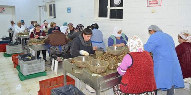 Salyangoz ihracatıyla 2 milyon dolar gelir sağlanıyor