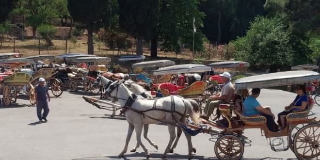 Büyükada'da 81 at itlaf edildi