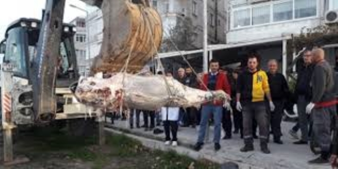 Yalova'da yaklaşık 2 metrelik ölü orkinos sahile vurdu