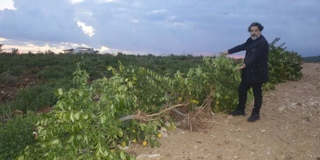 Sökülen narenciye ağaçlarıyla ilgili açıklama