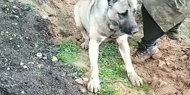 Hatay'da bir köpeğin zehirlendiği iddiasına soruşturma