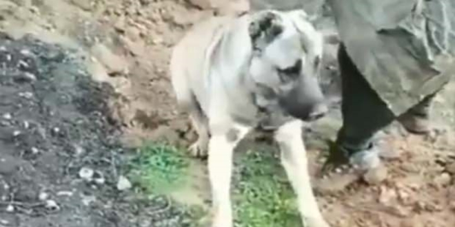 Zehirle öldürülen köpeğin sahibi serbest bırakıldı