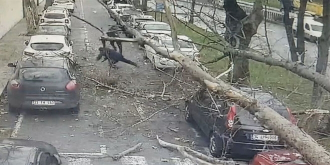 Devrilen ağacın altında kalmaktan son anda kurtuldular