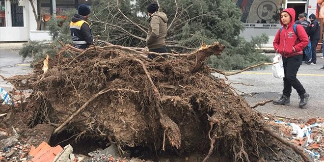 Çatı uçtu, ağaçlar devrildi: İstanbul'da fırtına etkili olmaya başladı