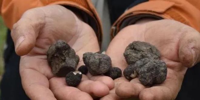 Trüf mantarı, Türkiye'de Avrupa'daki kadar ilgi görmüyor