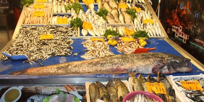 33 kilo ağırlığında dev yayın balığı ilgi odağı oldu