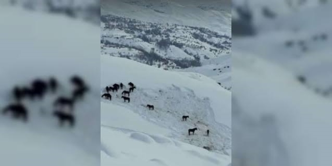 Kara kışta aç kalan atlara Hakkari Valiliği sahip çıktı