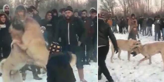 Köpek dövüştürüp bahis oynayan 28 kişiye para cezası