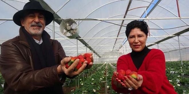Profesör ve fotoğrafçı eşi el ele verip serada çilek üretiyor