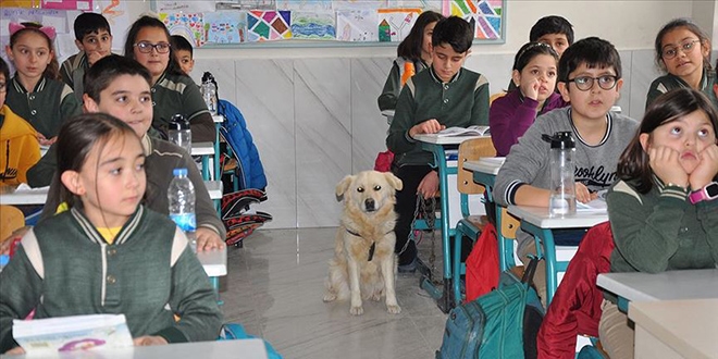 Golden cinsi köpek 'Bolt' okulun maskotu oldu
