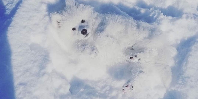Kar sevincinin en güzel fotoğrafı