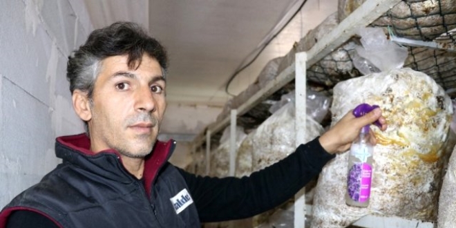 Vanlı mantar üreticisi yeşil küf ilacı yaptı