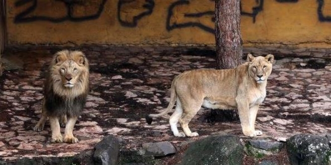 Cumhurbakan Erdoan'a hediye edilen aslanlar byd