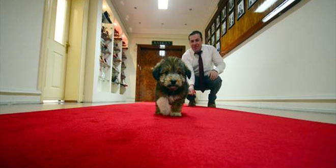 Makamını sokak köpeğine açtı