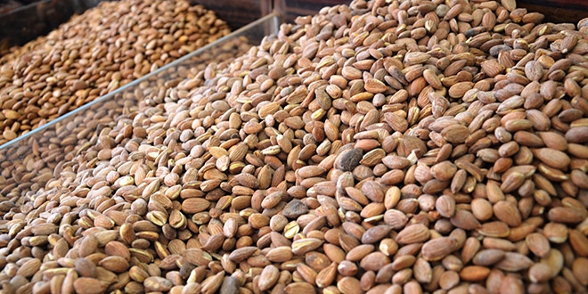 Kayısı çekirdeği, ABD'nin bademine rakip